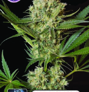 NLX Special FEMINISED SEEDS